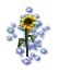 Sunflower Fertilizer